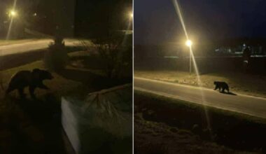 Kai žiemą nesimiega: Ignaliną per Kalėdas aplankė netikėtas svečias