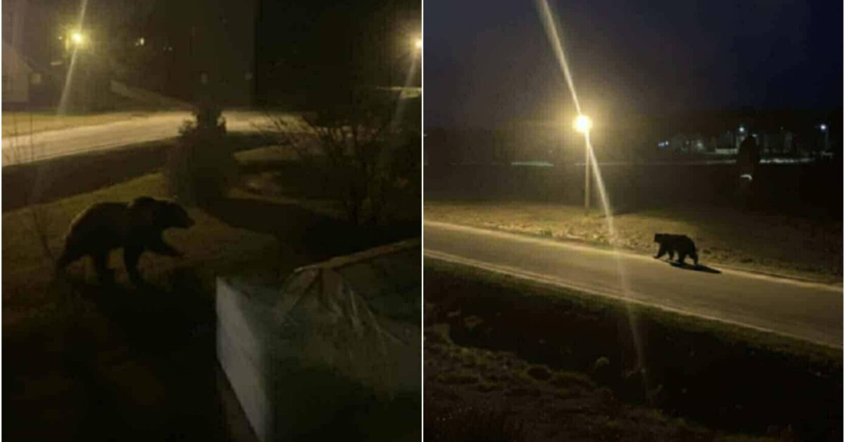 Kai žiemą nesimiega: Ignaliną per Kalėdas aplankė netikėtas svečias