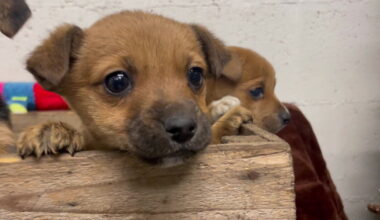 Širdį verianti šuniukų istorija: paliko gyvus sušalti dėžėje – vienas nerodė gyvybės ženklų
