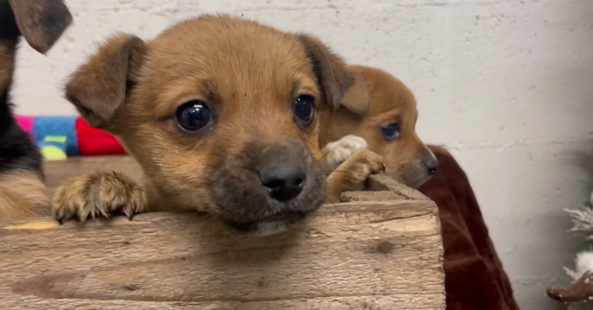 Širdį verianti šuniukų istorija: paliko gyvus sušalti dėžėje – vienas nerodė gyvybės ženklų