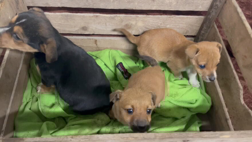 Kaišiadorių rajone prie sodybos šaltyje palikti šuniukai