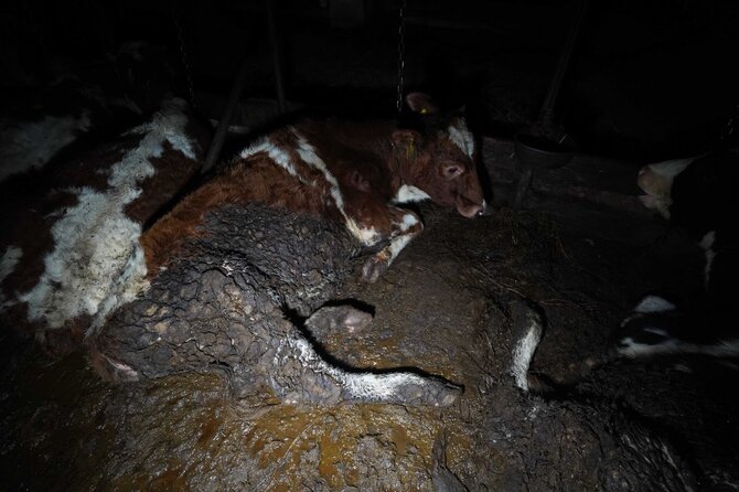 Organizacijos nuotr./Karvių ferma