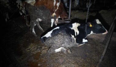 Siaubo ferma Lietuvoje: kruvinos, mėšlu aplipusios karvės – jų pienas ir toliau tiekiamas rinkai | Verslas