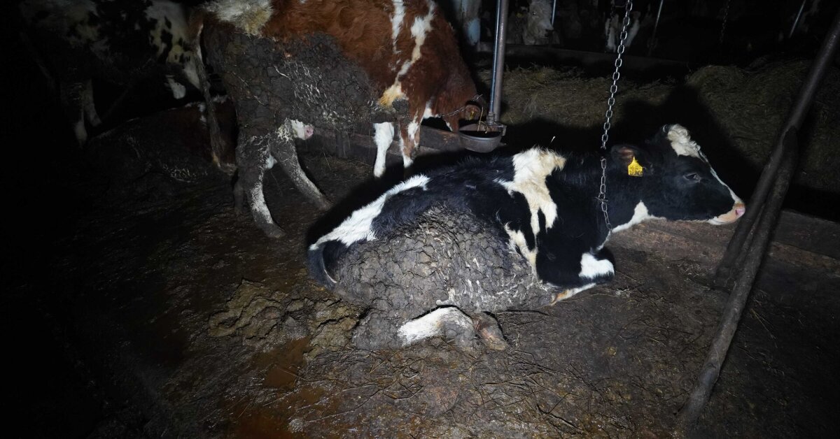 Siaubo ferma Lietuvoje: kruvinos, mėšlu aplipusios karvės – jų pienas ir toliau tiekiamas rinkai | Verslas