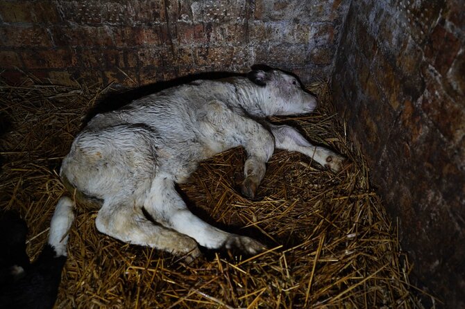 Organizacijos nuotr./Karvių ferma