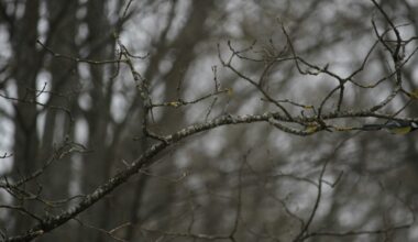 Sinoptikai išsižadėjo gruodžio šaltuko: Lietuva patirs orų pokytį, kuris stulbina net specialistus