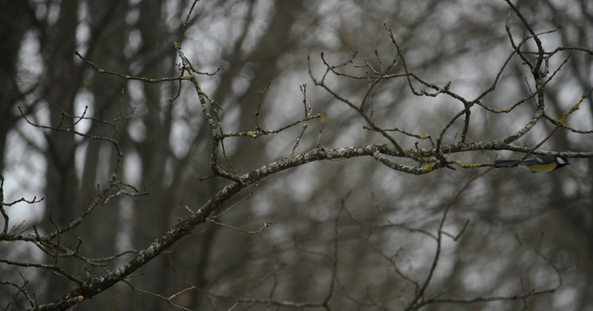 Sinoptikai išsižadėjo gruodžio šaltuko: Lietuva patirs orų pokytį, kuris stulbina net specialistus