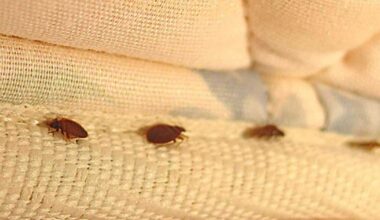 Patalinės blakės – naktinis keliautojų košmaras: kaip apsisaugoti ir ką daryti jas radus? - Respublika.lt