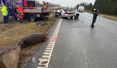 Avarija Klaipėdos rajone: susidūrė automobiliai, nukentėjo du žmonės, partrenktas šernas - Respublika.lt