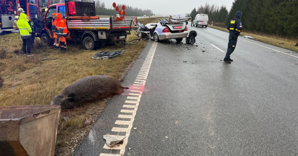Avarija Klaipėdos rajone: susidūrė automobiliai, nukentėjo du žmonės, partrenktas šernas - Respublika.lt