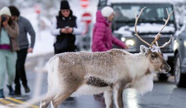Pajūrio miestelyje - didžiulė pabėgusio elnio paieškos operacija - Respublika.lt