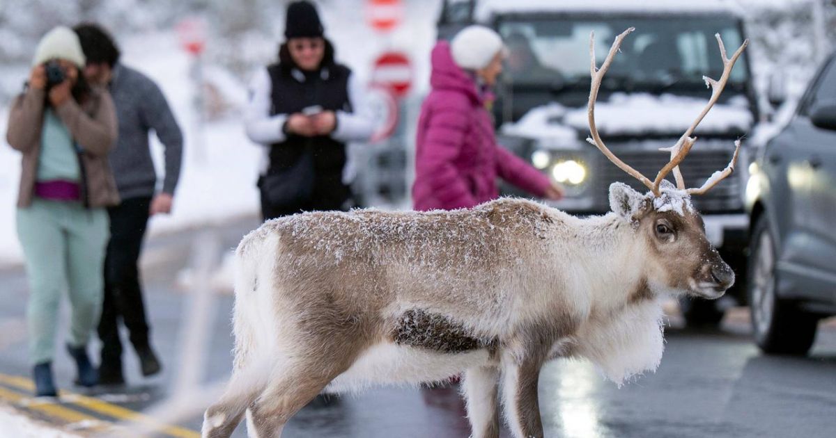 Pajūrio miestelyje - didžiulė pabėgusio elnio paieškos operacija - Respublika.lt