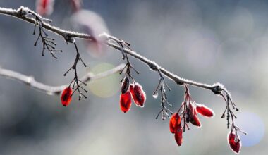 Gruodžio 8 d. vardadieniai ir kitos įdomybės - Respublika.lt