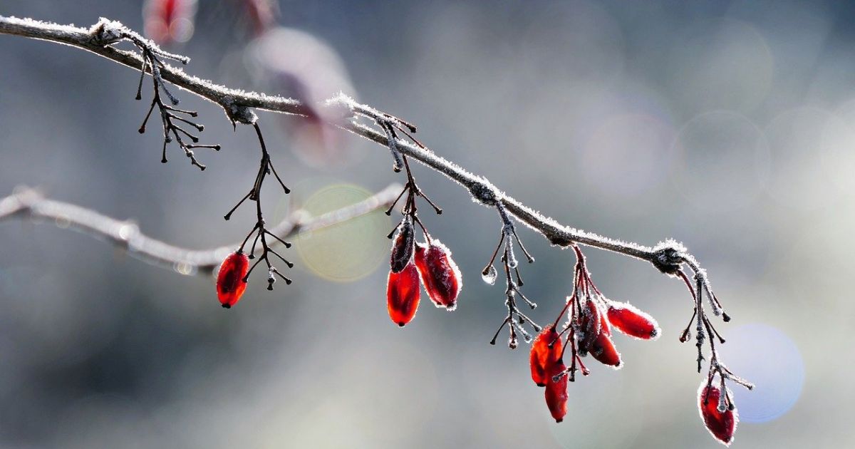 Gruodžio 8 d. vardadieniai ir kitos įdomybės - Respublika.lt