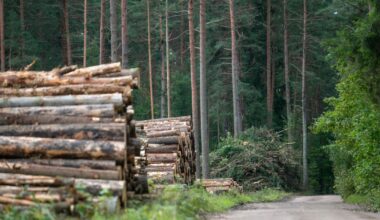 Neteisėtai iškirsta daugiau kaip 300 medžių - žala per 44 tūkst. eurų - Respublika.lt