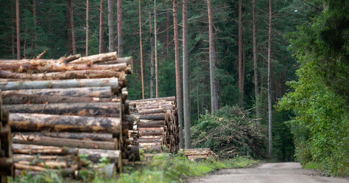 Neteisėtai iškirsta daugiau kaip 300 medžių - žala per 44 tūkst. eurų - Respublika.lt
