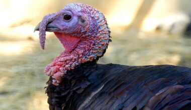 Paukščių gripas įsisuko į kalakutų ūkį - Respublika.lt