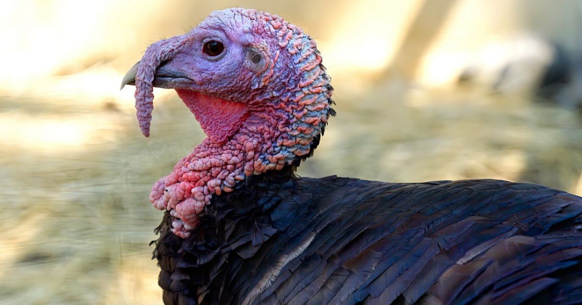 Paukščių gripas įsisuko į kalakutų ūkį - Respublika.lt