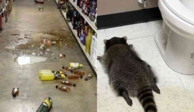 Meškėnas įsigavo į alkoholio parduotuvę, prisigėrė iki sąmonės netekimo ir užmigo tualete - Respublika.lt