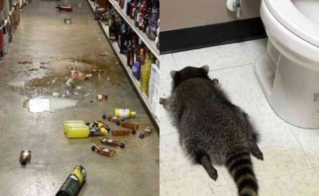 Meškėnas įsigavo į alkoholio parduotuvę, prisigėrė iki sąmonės netekimo ir užmigo tualete - Respublika.lt