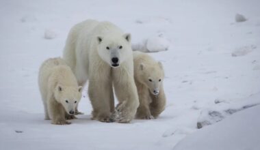 Retas reiškinys: baltojo lokio patelė „įsivaikino“ ne savo jauniklį - Respublika.lt