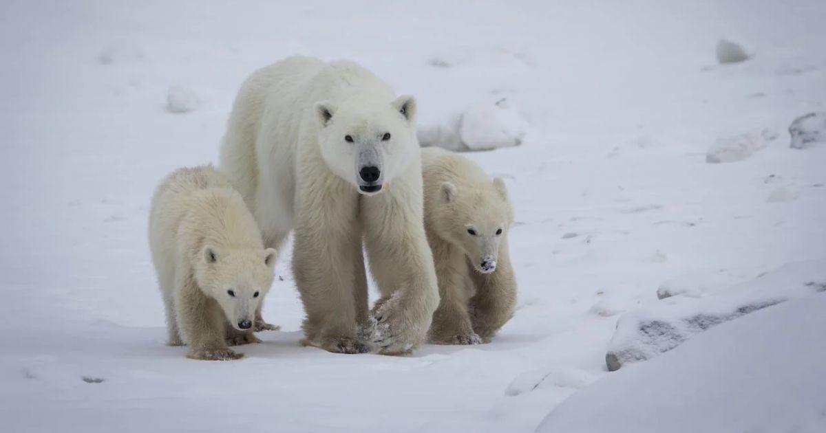 Retas reiškinys: baltojo lokio patelė „įsivaikino“ ne savo jauniklį - Respublika.lt