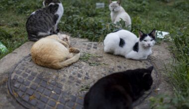 Skelbiamas karas benamėms katėms - Respublika.lt