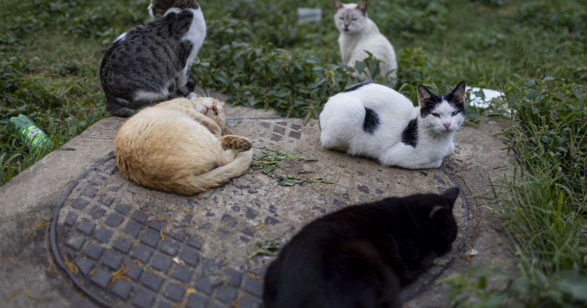 Skelbiamas karas benamėms katėms - Respublika.lt