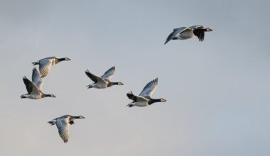 Gruodžio 15 d. vardadieniai ir kitos įdomybės - Respublika.lt