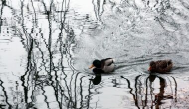Gruodžio 10 d. vardadieniai ir kitos įdomybės - Respublika.lt