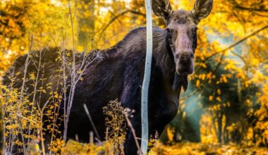 Susidūrimai su žvėrimis: ar realu išvengti - Respublika.lt