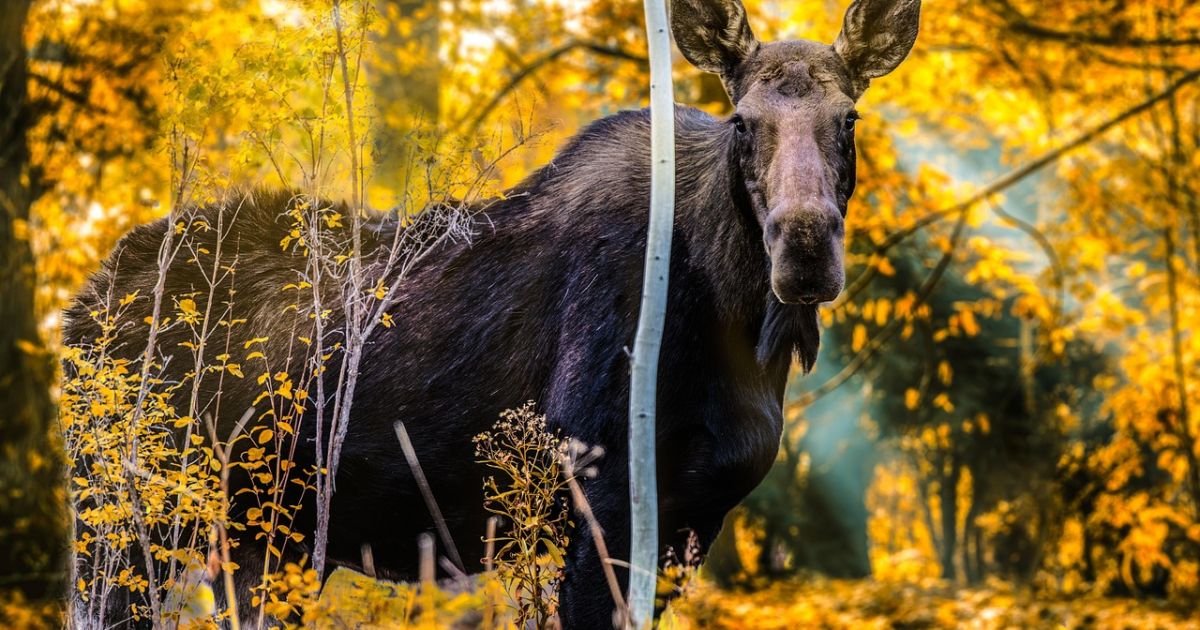 Susidūrimai su žvėrimis: ar realu išvengti - Respublika.lt
