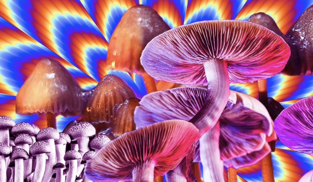 Gydytojai nuo kitų metų galės išrašyti pacientams haliucinogeninių grybų - Respublika.lt