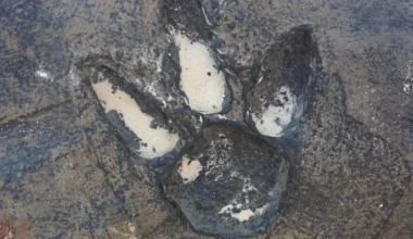 Mokslininkai šoko būsenoje: Argentinoje rasta sunkiai suvokiamo dydžio dinozaurų autostrada