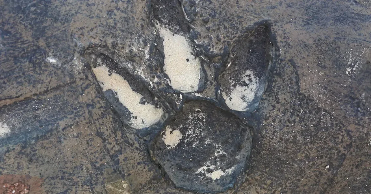 Mokslininkai šoko būsenoje: Argentinoje rasta sunkiai suvokiamo dydžio dinozaurų autostrada