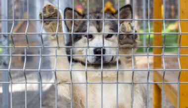 Iš Kauno policijos – ir atokvėpis, ir nuostaba: labai sunkių nusikaltimų nebuvo, bet Bubiuose pagrobtas šuo