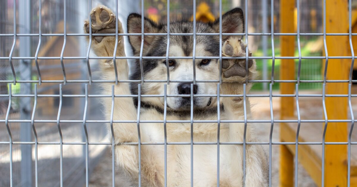 Iš Kauno policijos – ir atokvėpis, ir nuostaba: labai sunkių nusikaltimų nebuvo, bet Bubiuose pagrobtas šuo