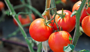 Nikotinas maiste – kuriuose produktuose jo randama ir ką tai reiškia sveikatai? | Gyvenimas