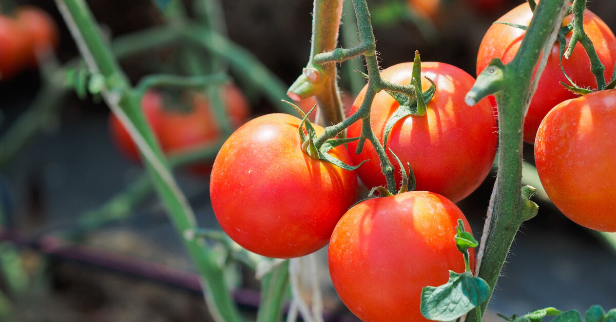 Nikotinas maiste – kuriuose produktuose jo randama ir ką tai reiškia sveikatai? | Gyvenimas