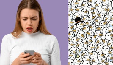 Raskite pasislėpusią mešką – greičiau nei 14 sekundžių