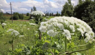 Kas turi naikinti invazinius augalus? Atsakymas nustebino net pačius vilniečius - Alfa