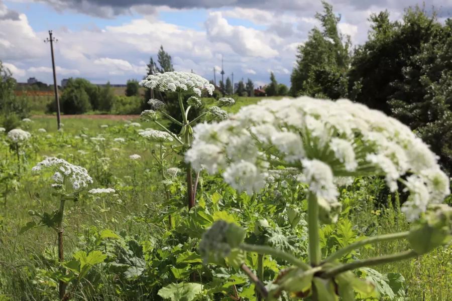 Kas turi naikinti invazinius augalus? Atsakymas nustebino net pačius vilniečius - Alfa