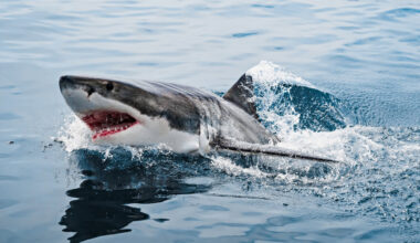 Paplūdimį sudrebino „šiurpus riksmas“: ryklys pražudė 56-erių moterį | Gyvenimas