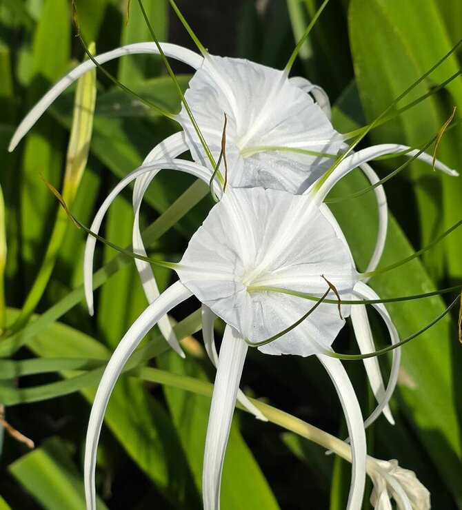 Asmeninio archyvo nuotr. / Gajos salos žiedai