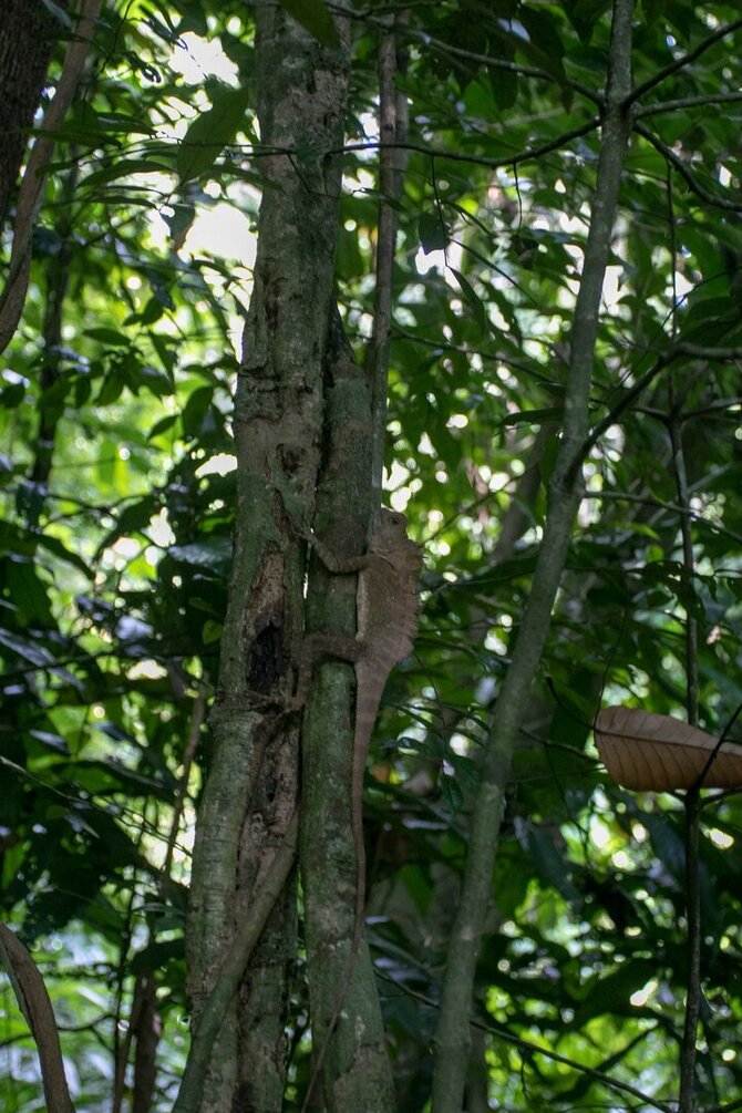 Asmeninio archyvo nuotr. / Miške