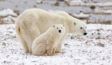 Sibire – baltojo lokio ataka: sužalojo tris žmones