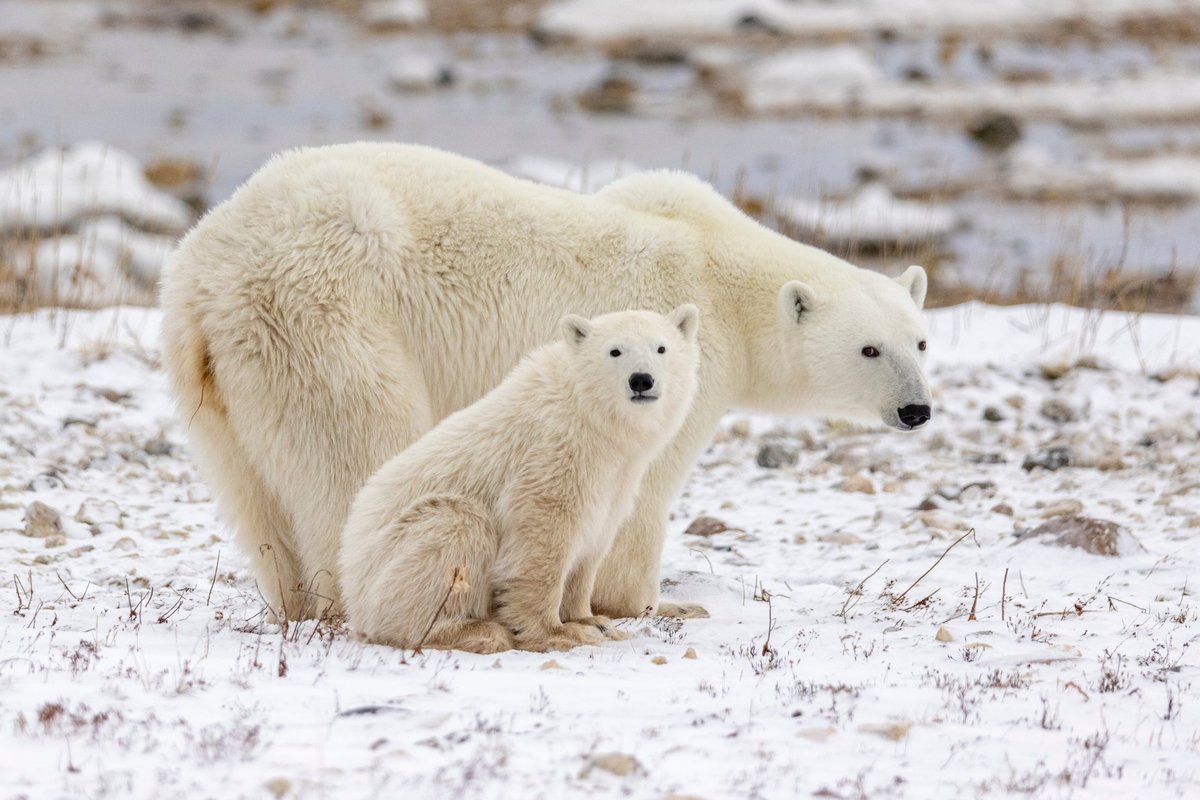 Sibire – baltojo lokio ataka: sužalojo tris žmones
