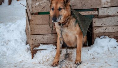 Siaučiant dideliems šalčiams turi žinią dėl gyvūnų: nepalikite jų lauke
