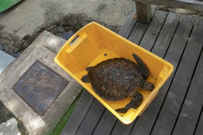 Asmeninio archyvo nuotr. / Kutu pakeliui į laisvę