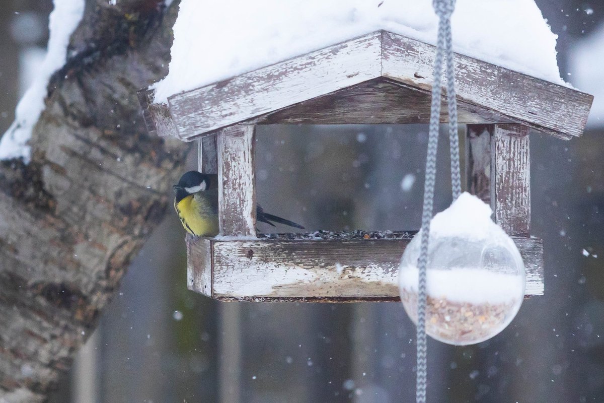 Šerti ar nešerti? Kaip žiemą elgtis su laukiniais gyvūnais